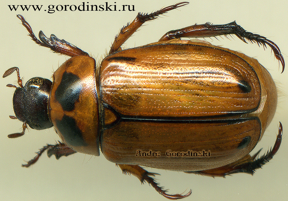 http://www.gorodinski.ru/scarabs/Anomala varicolor.jpg